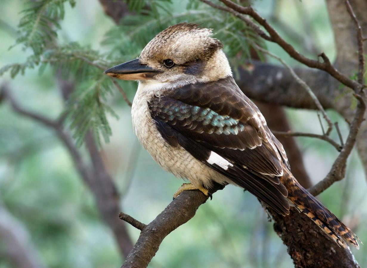 Ribbon Gum Lodge Katoomba Esterno foto